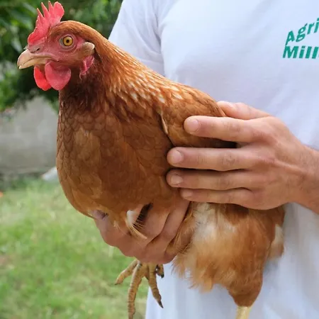 Farm stay Millepini *