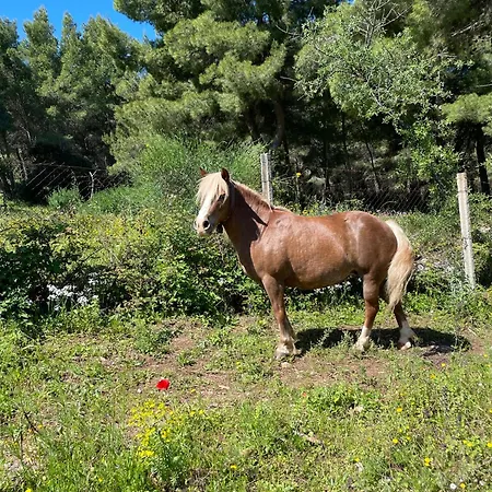 Millepini Peschici