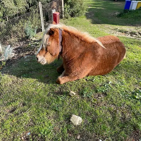 Millepini *